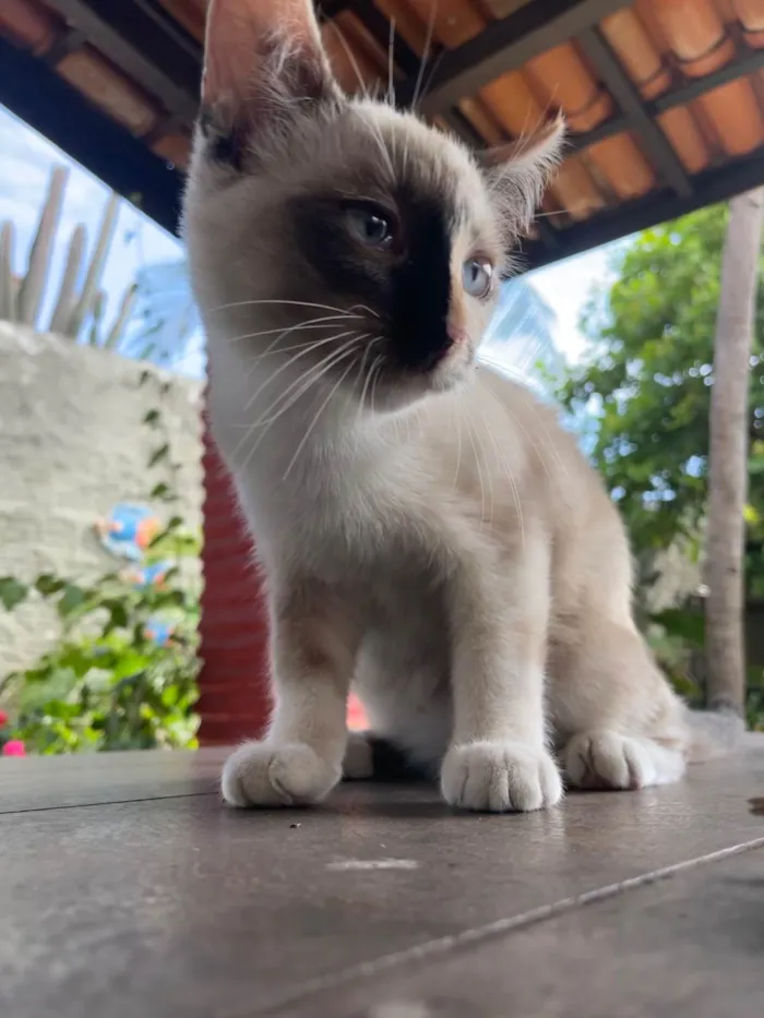 Gato ra a SRD-ViraLata idade 2 a 6 meses nome Neve