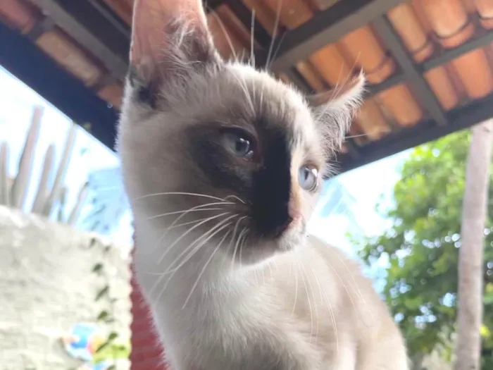 Gato ra a SRD-ViraLata idade 2 a 6 meses nome Neve