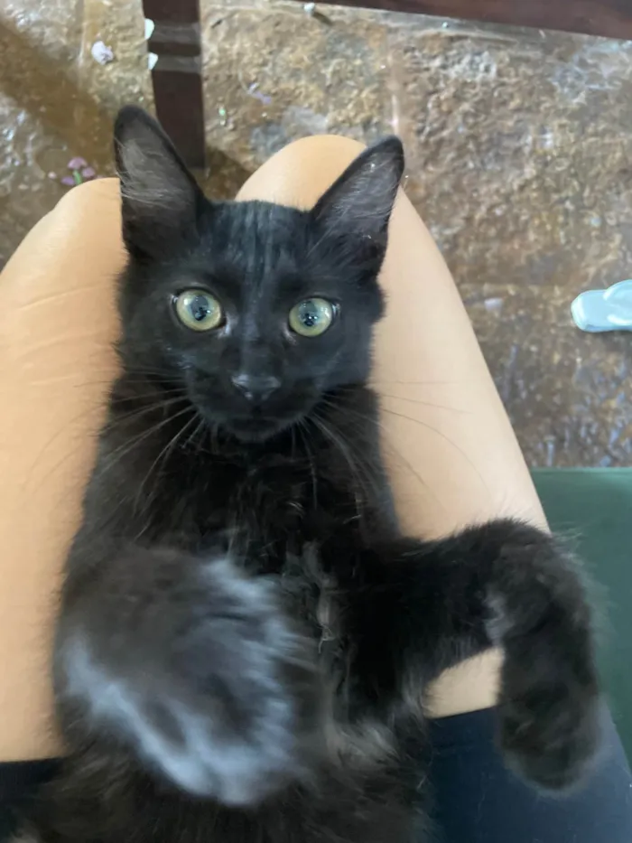 Gato ra a SRD-ViraLata idade 2 a 6 meses nome Tubo