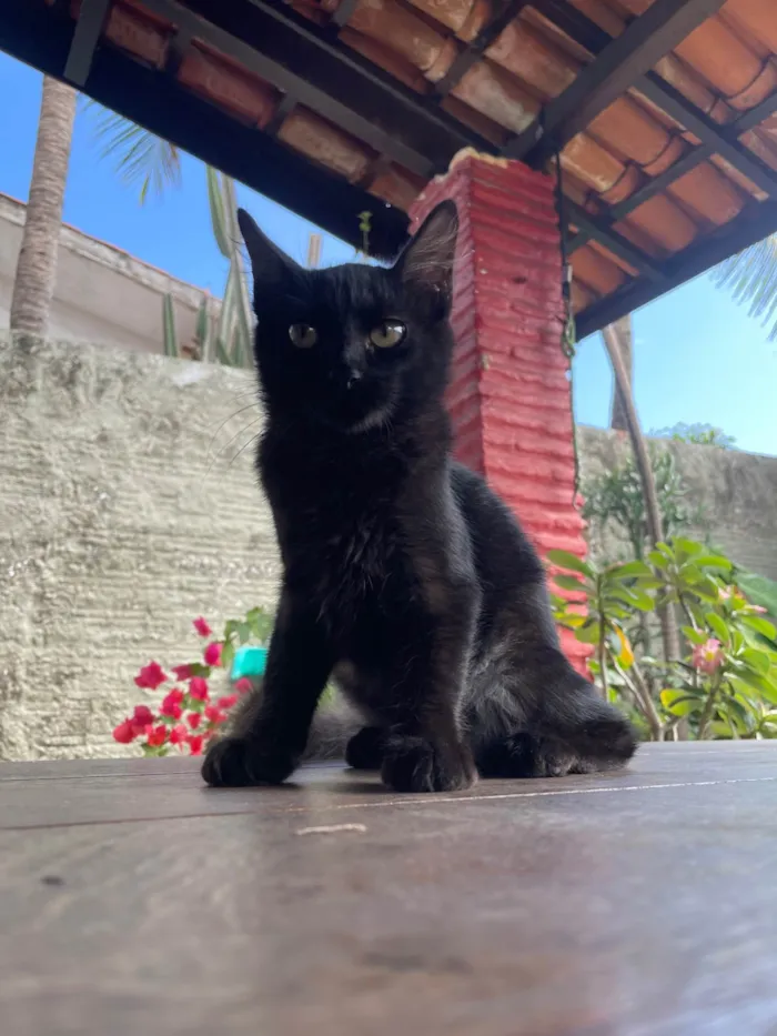 Gato ra a SRD-ViraLata idade 2 a 6 meses nome Tubo