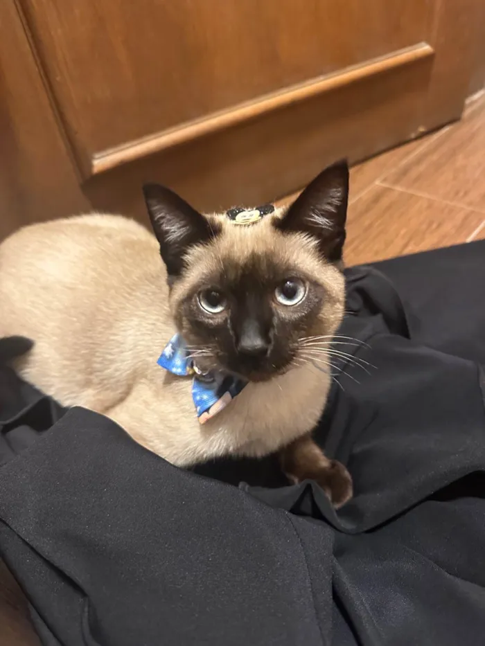 Gato ra a Siamês idade 7 a 11 meses nome Felix