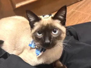 Gato raça Siamês idade 7 a 11 meses nome Felix