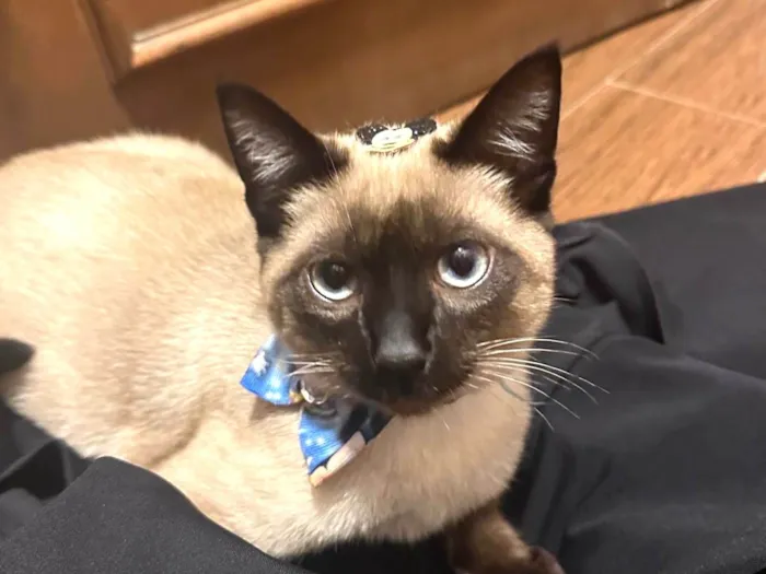 Gato ra a Siamês idade 7 a 11 meses nome Felix