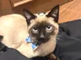 Felix