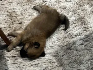 Cachorro raça Chow Chow idade Abaixo de 2 meses nome Kiara