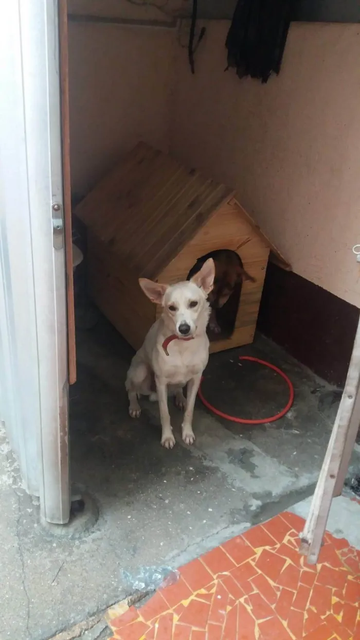 Cachorro ra a SRD-ViraLata idade 5 anos nome Marley 