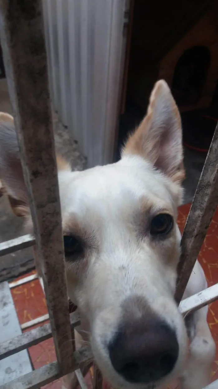 Cachorro ra a SRD-ViraLata idade 5 anos nome Marley 