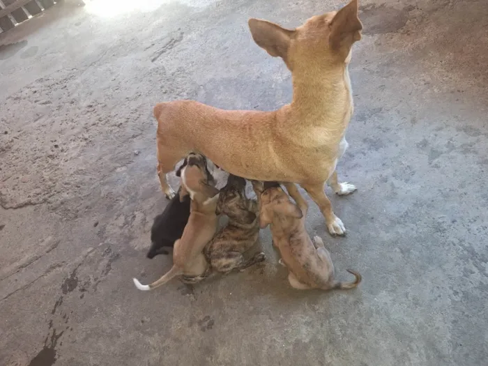 Cachorro ra a Basset-Cofap idade Abaixo de 2 meses nome Leo