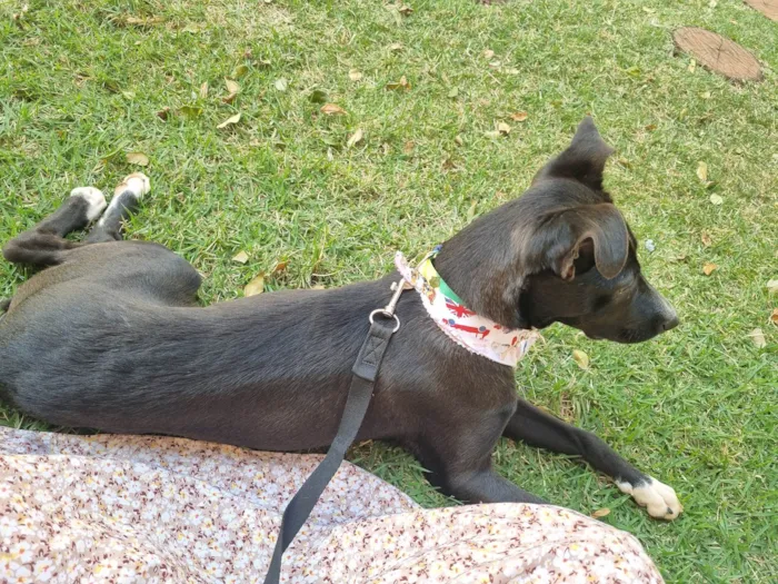Cachorro ra a SRD-ViraLata idade 1 ano nome Sampaoli - nome temporário 