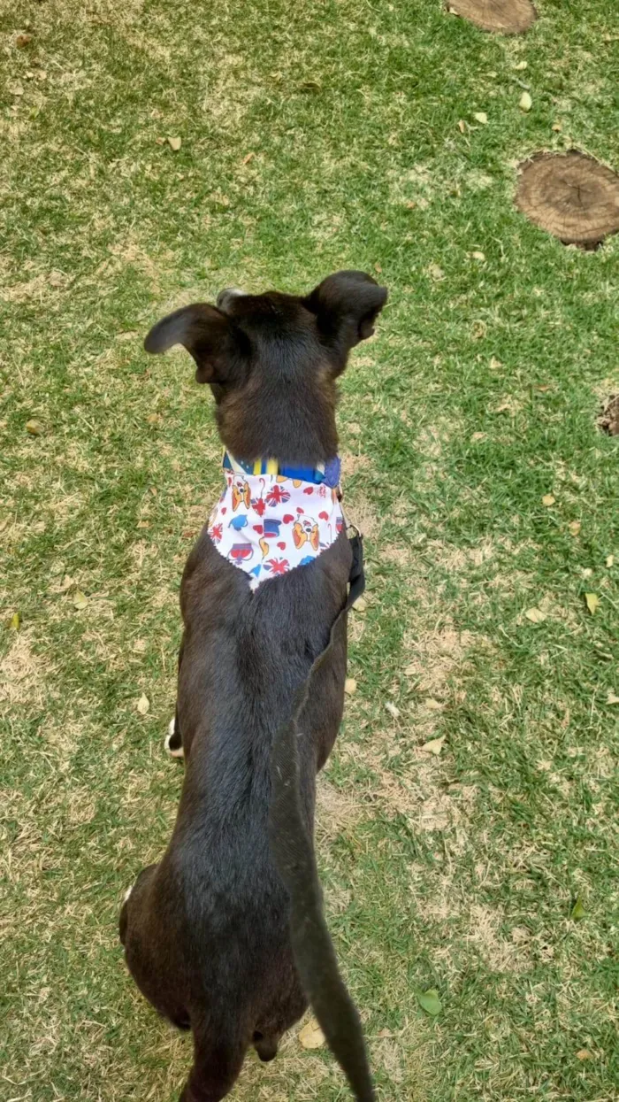 Cachorro ra a SRD-ViraLata idade 1 ano nome Sampaoli - nome temporário 