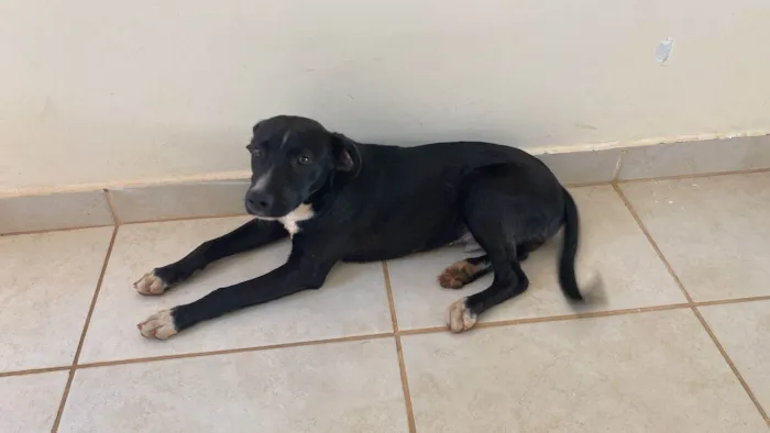Cachorro ra a SRD-ViraLata idade 1 ano nome Sampaoli - nome temporário 