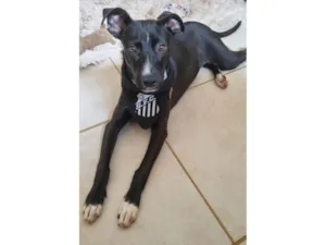 Cachorro raça SRD-ViraLata idade 1 ano nome Sampaoli - nome temporário 