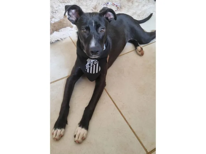 Cachorro ra a SRD-ViraLata idade 1 ano nome Sampaoli - nome temporário 