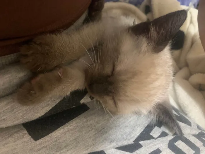 Gato ra a SRD-ViraLata idade 2 a 6 meses nome Tom