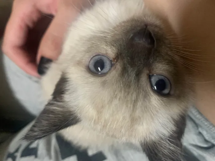 Gato ra a SRD-ViraLata idade 2 a 6 meses nome Tom