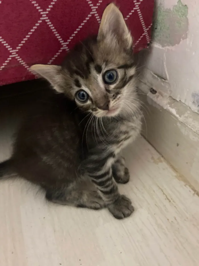 Gato ra a SRD-ViraLata idade Abaixo de 2 meses nome Sem nome 