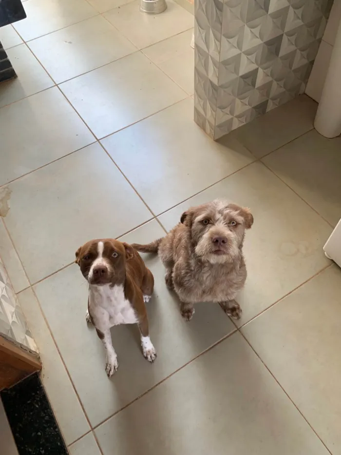 Cachorro ra a Pit-Bull idade 1 ano nome Alessandra 