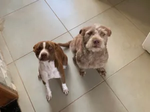 Cachorro raça Pit-Bull idade 1 ano nome Alessandra 