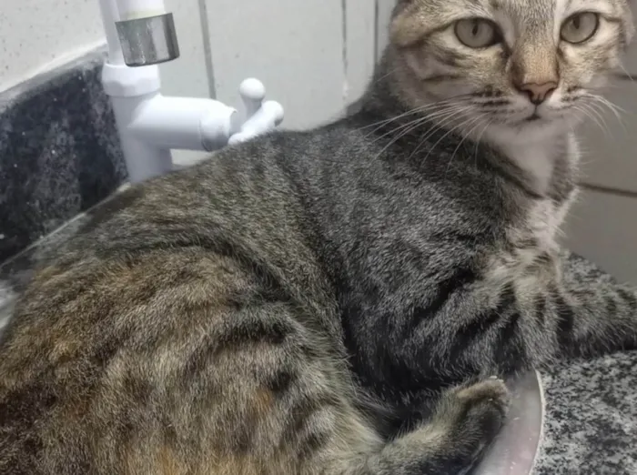 Gato raça SRD-ViraLata idade 3 anos nome Lua