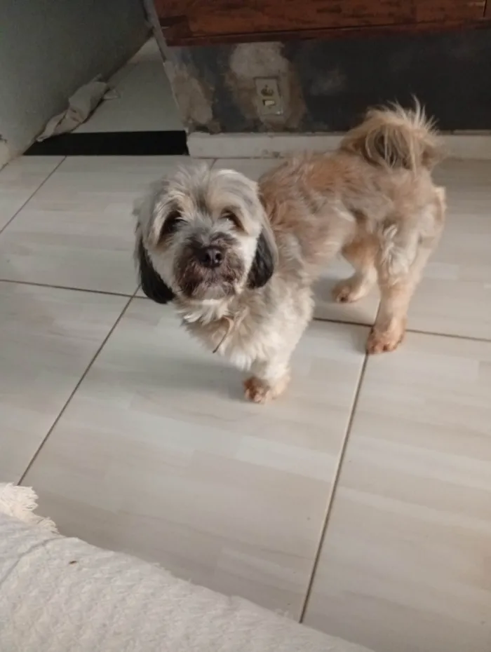 Cachorro ra a SRD-ViraLata idade 3 anos nome Lupy
