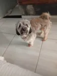 Lupy