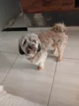 Lupy