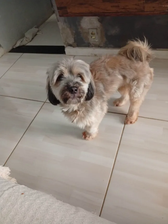 Cachorro ra a SRD-ViraLata idade 3 anos nome Lupy