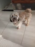 Lupy
