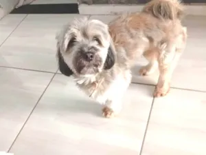 Cachorro raça SRD-ViraLata idade 3 anos nome Lupy