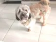 Lupy