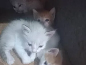 Gato raça SRD-ViraLata idade Abaixo de 2 meses nome Eva Vilma Mariano dos Santos
