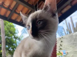 Gato raça SRD-ViraLata idade 2 a 6 meses nome Neve