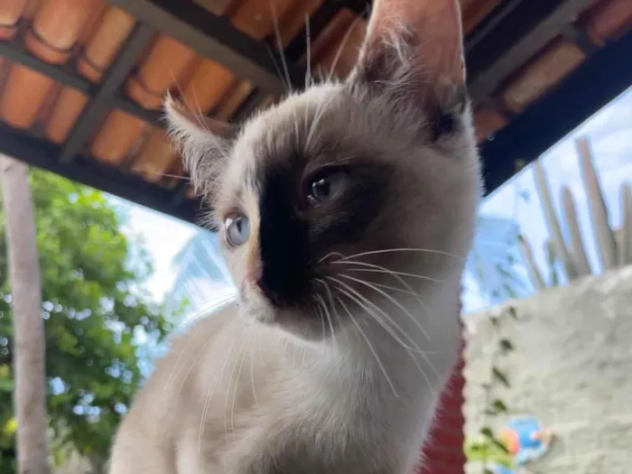 Gato ra a SRD-ViraLata idade 2 a 6 meses nome Neve
