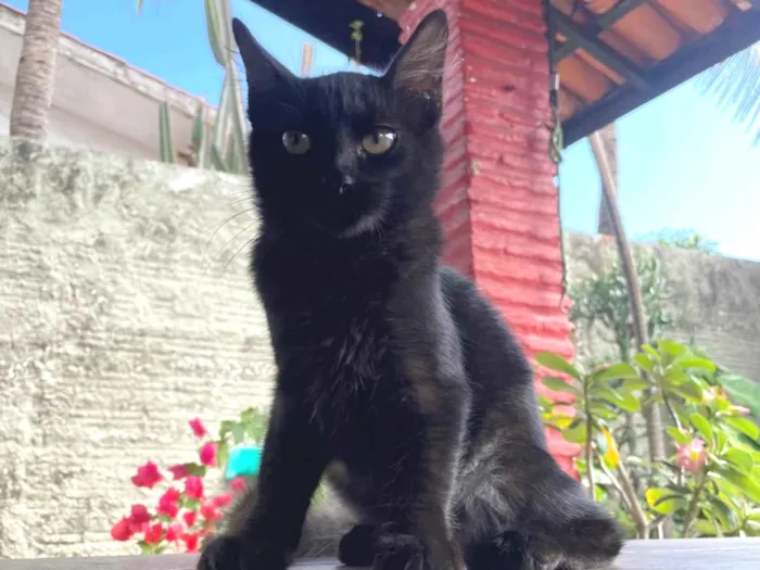 Gato ra a SRD-ViraLata idade 2 a 6 meses nome Tubo