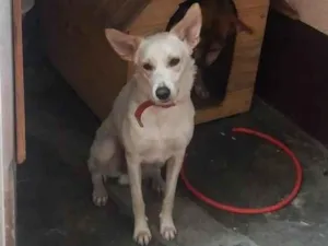 Cachorro raça SRD-ViraLata idade 5 anos nome Marley 