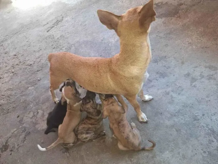 Cachorro ra a Basset-Cofap idade Abaixo de 2 meses nome Leo