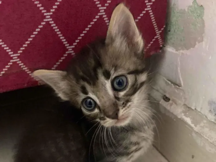 Gato ra a SRD-ViraLata idade Abaixo de 2 meses nome Sem nome 