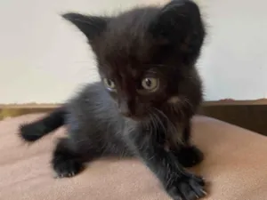 Gato raça SRD-ViraLata idade Abaixo de 2 meses nome Sem nome