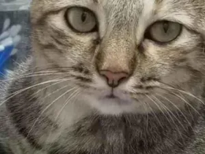 Gato raça SRD-ViraLata idade 3 anos nome Lua