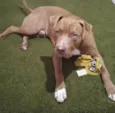 Mufasa