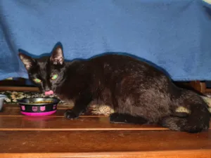 Gato raça SRD-ViraLata idade 7 a 11 meses nome Sem nome