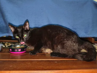 Gato raça SRD-ViraLata idade 7 a 11 meses nome Sem nome