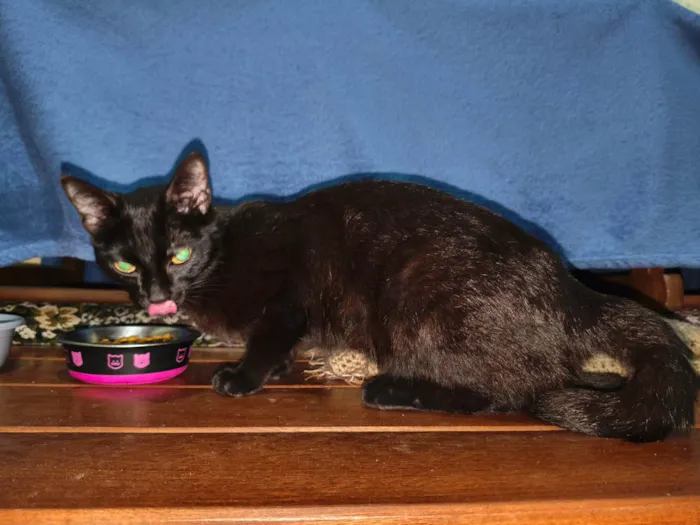 Gato ra a SRD-ViraLata idade 7 a 11 meses nome Sem nome