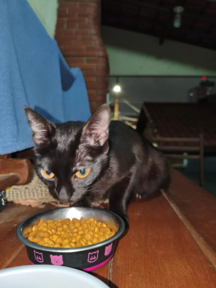 Gato ra a SRD-ViraLata idade 7 a 11 meses nome Sem nome
