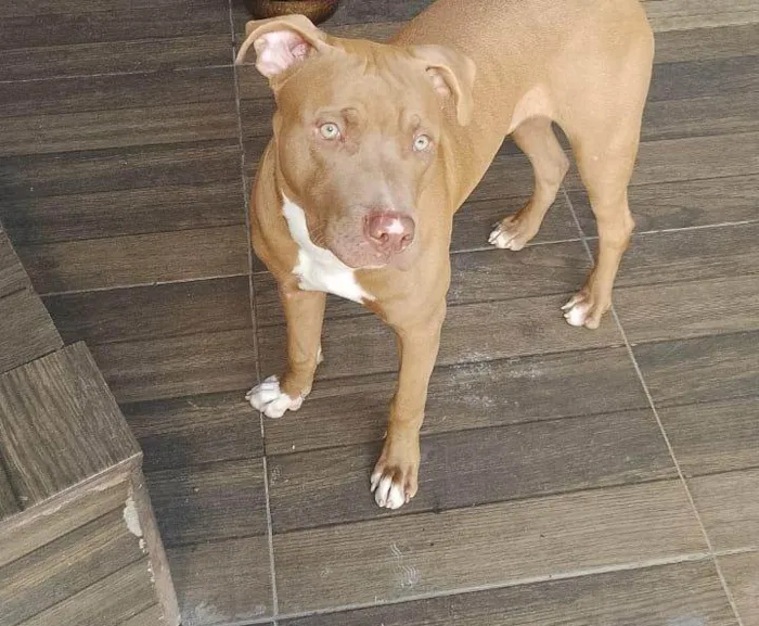 Cachorro ra a Pit-Bull idade 7 a 11 meses nome Mufasa