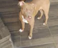 Mufasa