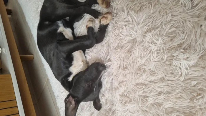 Cachorro ra a SRD-ViraLata idade 1 ano nome Sampaoli - nome temporário 