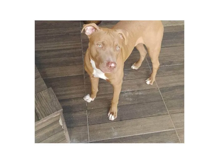 Cachorro ra a Pit-Bull idade 7 a 11 meses nome Mufasa