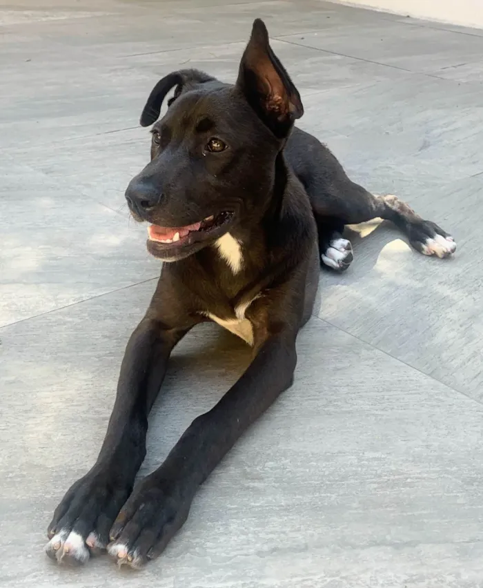 Cachorro ra a SRD-ViraLata idade 2 a 6 meses nome Théo