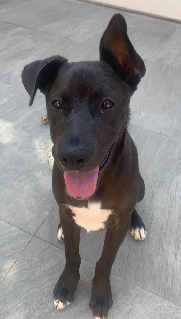 Cachorro ra a SRD-ViraLata idade 2 a 6 meses nome Théo